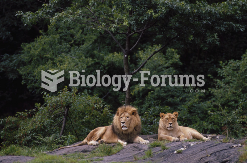 Male and female Lions (Panthera leo)