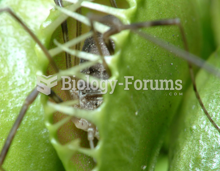 Venus Fly Trap closed on a fly