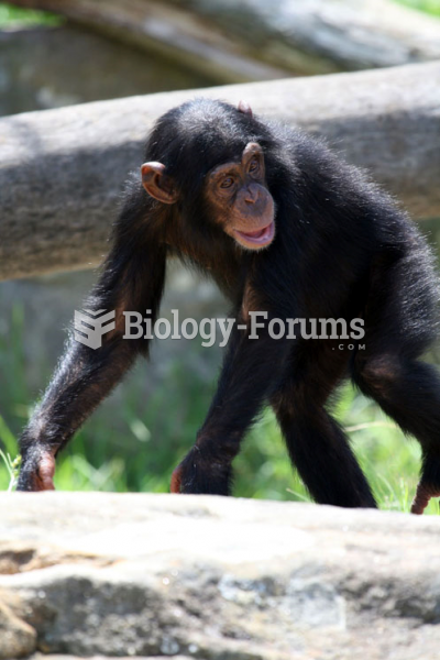 Young male chimpanzee (Pan troglodytes)