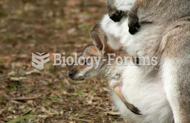 Wild baby Wallaby (Macropus agilis) in mother's pouch