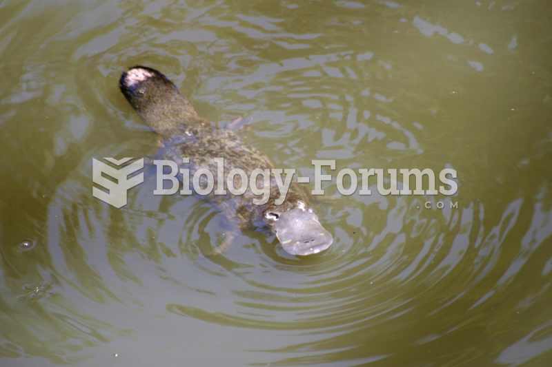 Wild Australian Duckbilled Platypus