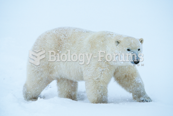 Polar Bear Thought Suppression 