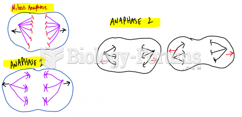 What Anaphase Looks Like At Different Stages
