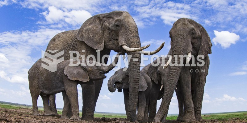 Groups of Elephants