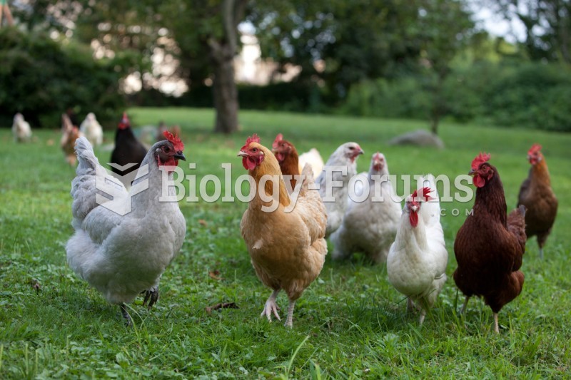 Group of Chickens