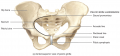 Anterosuperior view of pelvic girdle