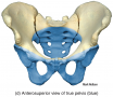 Anterosuperior view of true pelvis (blue)