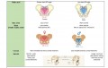 Comparison of Female and Male Pelvis