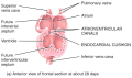 Development of the Heart