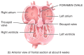 Development of the Heart