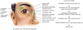 Anterior view of the lacrimal apparatus