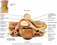 Protection of the Spinal Cord