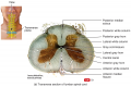 Internal Anatomy of the Spinal Cord