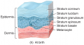 Development of the Integumentary System