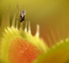 A fly on a Venus Flytrap plant