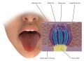 Taste Receptors