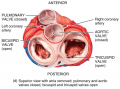 Heart Valves and Circulation of Blood