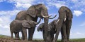 Groups of Elephants