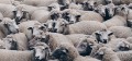 Groups of Sheep