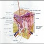 Skin layer diagram