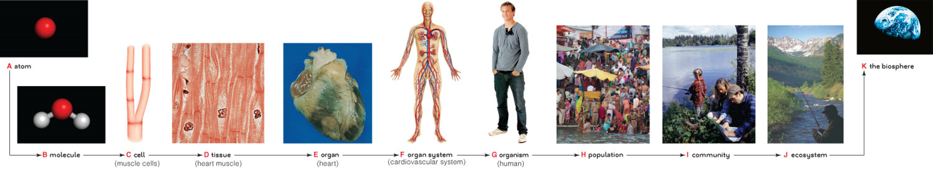 An overview of the levels of organization in nature