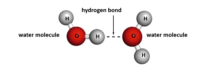 Hydrogen bond