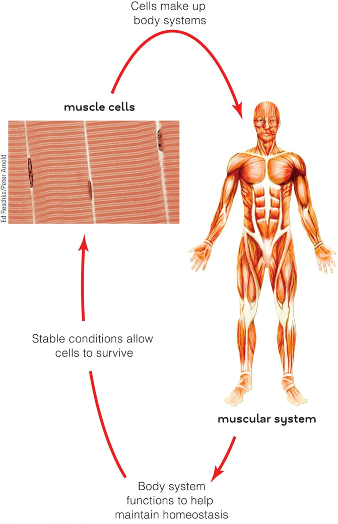 The body’s survival depends on mechanisms that maintain internal homeostasis