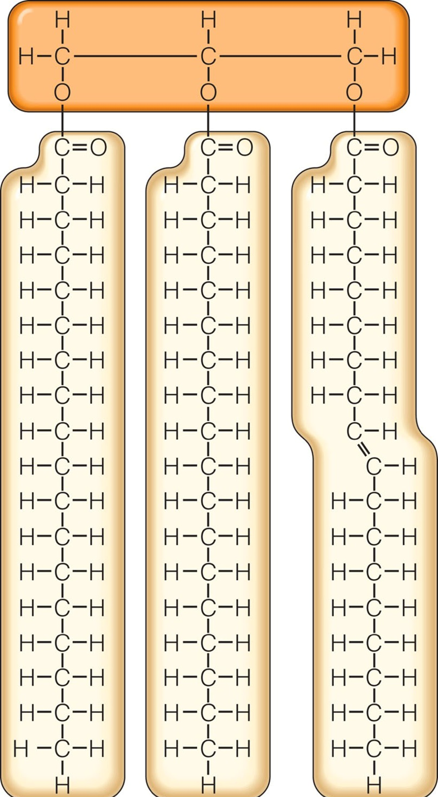 Lipids: Fats and Their Chemical Relatives