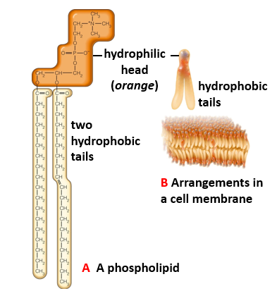 Phospholipids