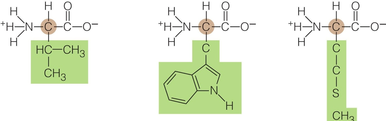 Proteins are built from amino acids.