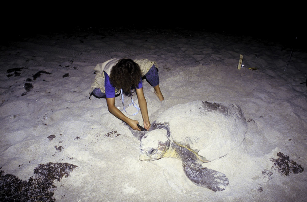 Biologist tags an endangered Loggerhead Turtle