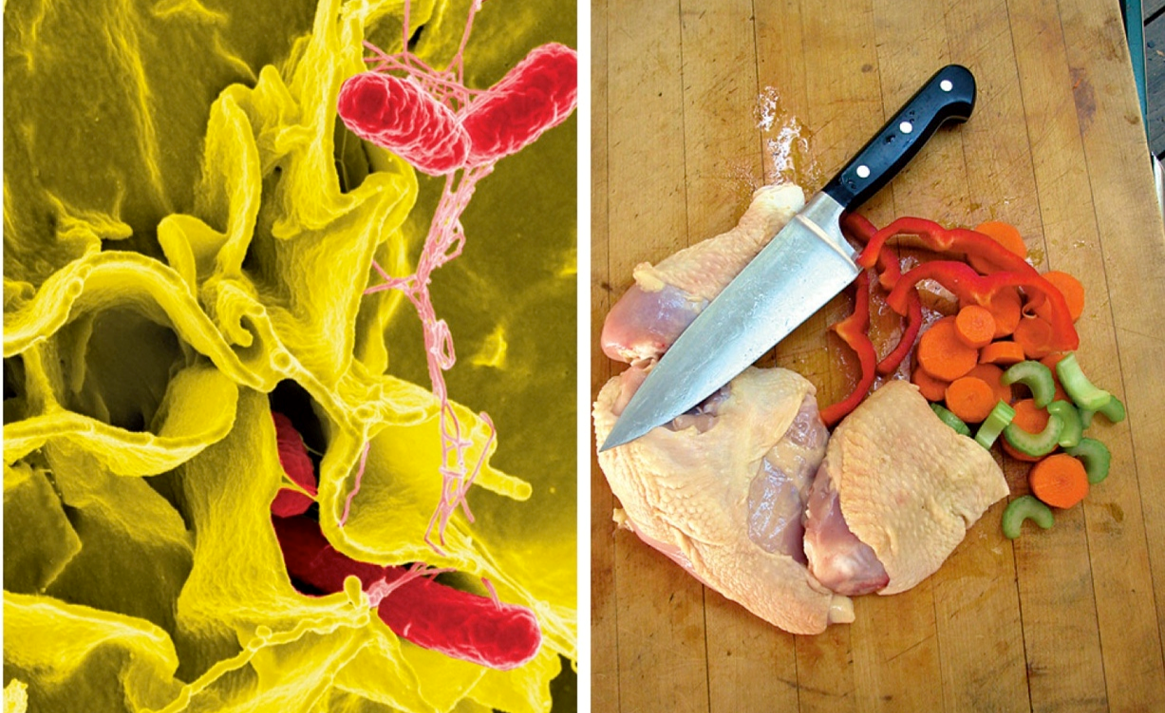 Food poisoning: Salmonella