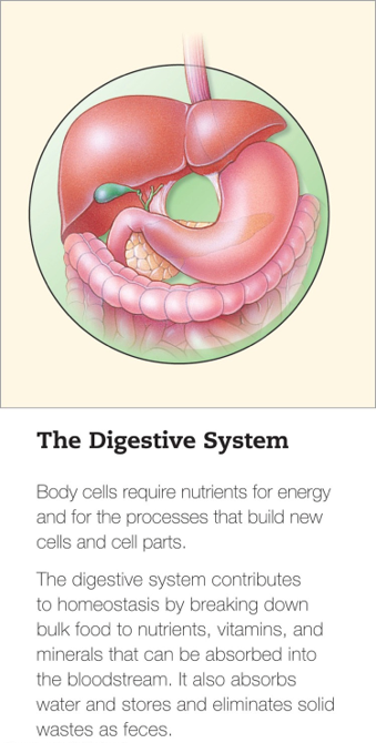 The Digestive System