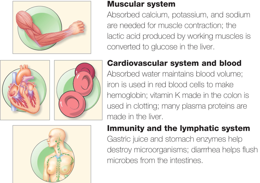 Muscular system and Cardiovascular system