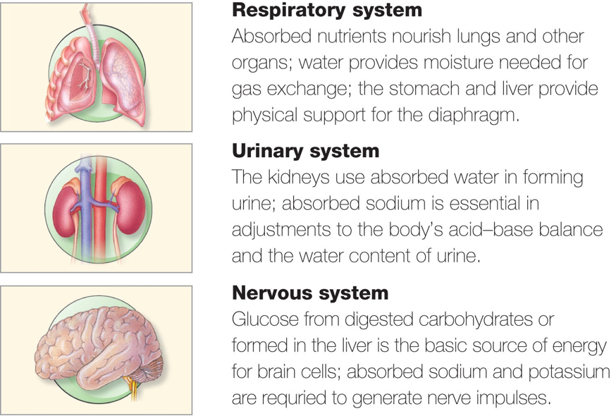 Respiratory system, Urinary and Nervous systems