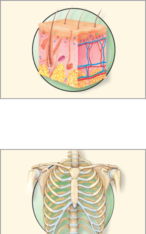 Integumentary system & Skeletal system