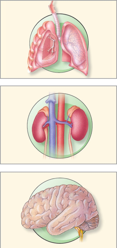 Respiratory system, Urinary and Nervous systems