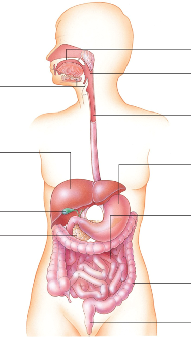 Anatomy of Digestive System