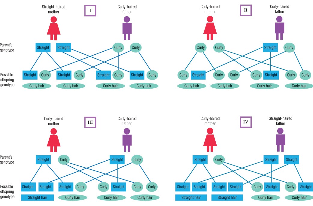 Examples of how the recessive gene for straight hair passes from parents to children