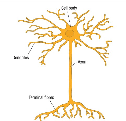 The structure of a single developed neuron