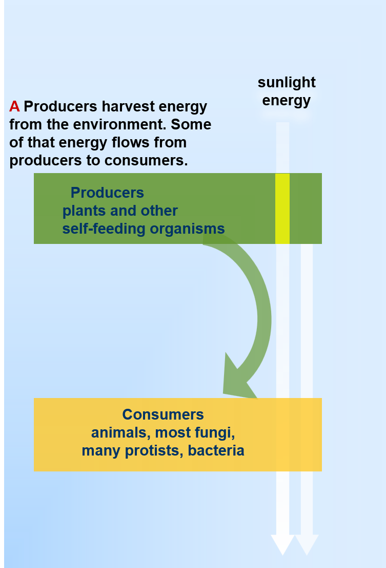 Animated The one-way flow of energy and cycling of materials in the world of life