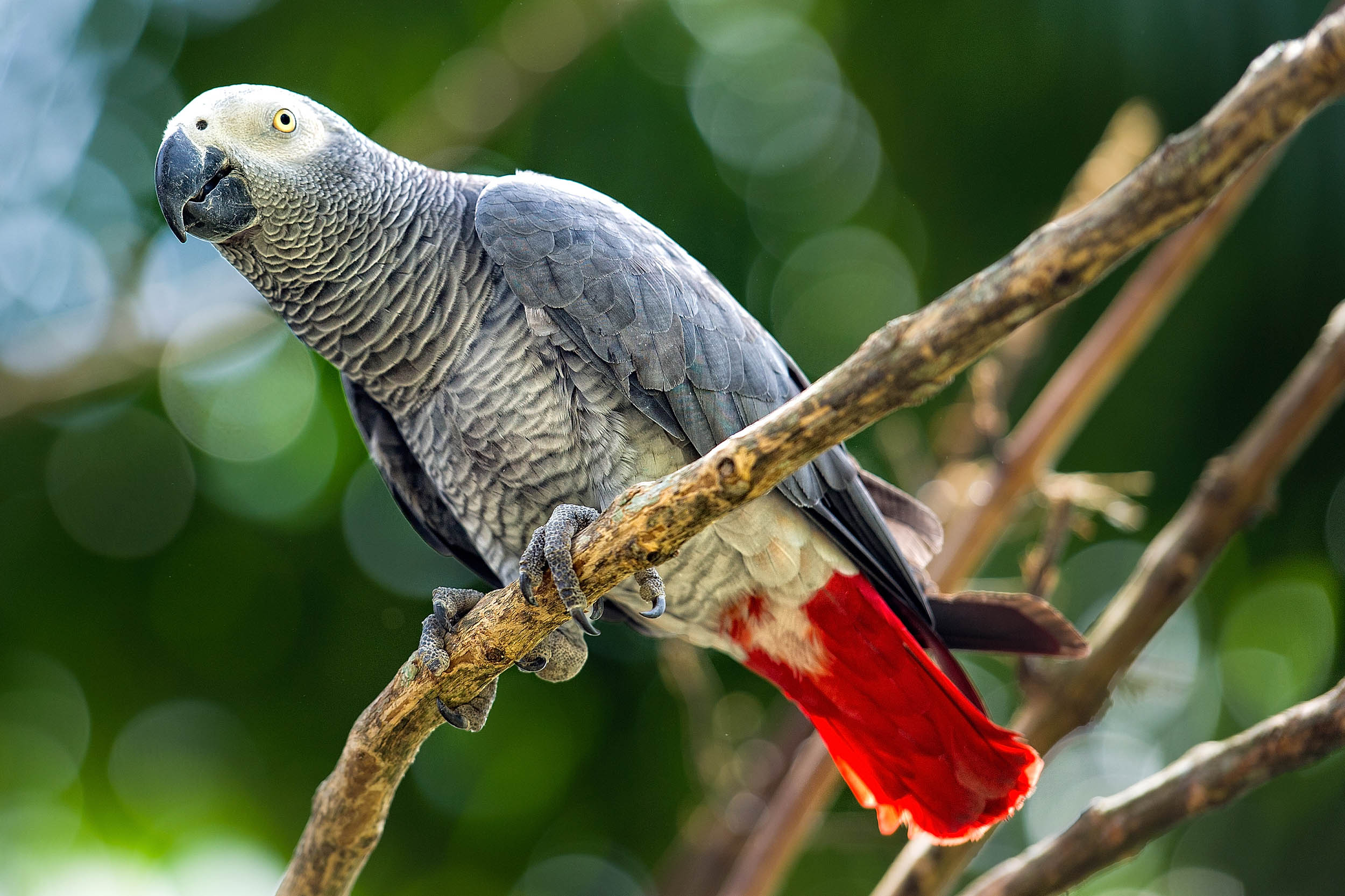 African gray parrot