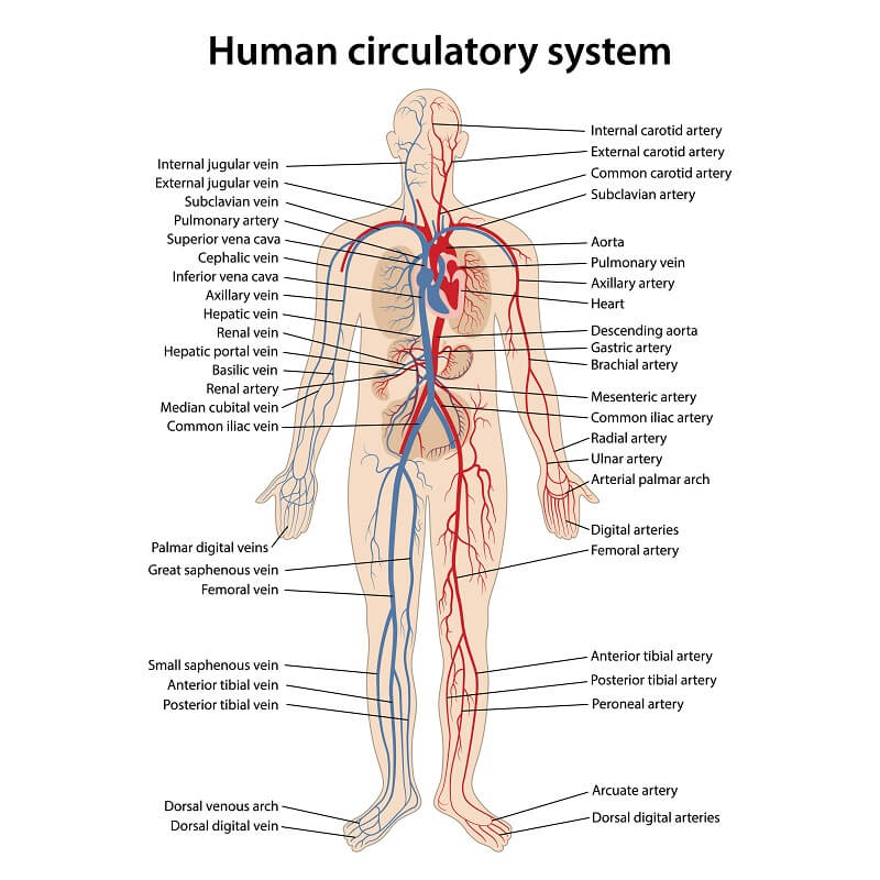 circulatory system