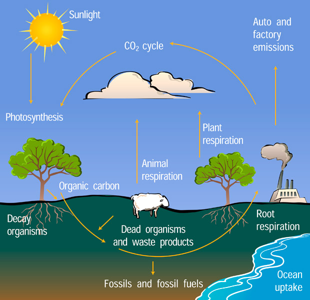 carbon cycle