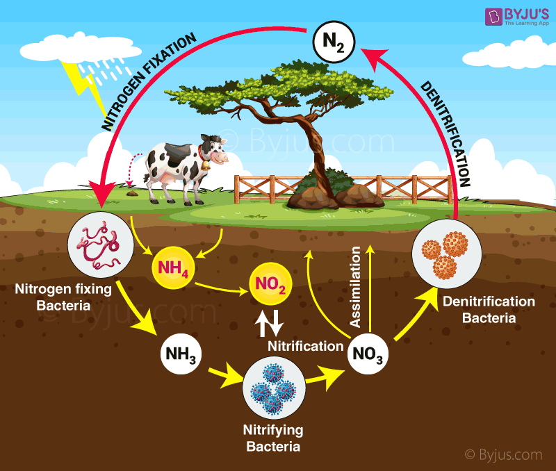 nitrogen cycle