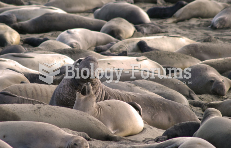 Northern Elephant Seals mating (Mirounga angustirostris)