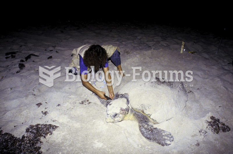 Biologist tags an endangered Loggerhead Turtle
