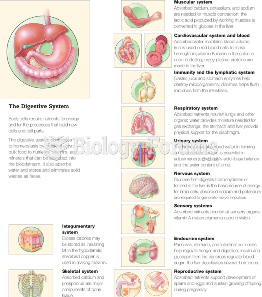 The Digestive System in Homeostasis