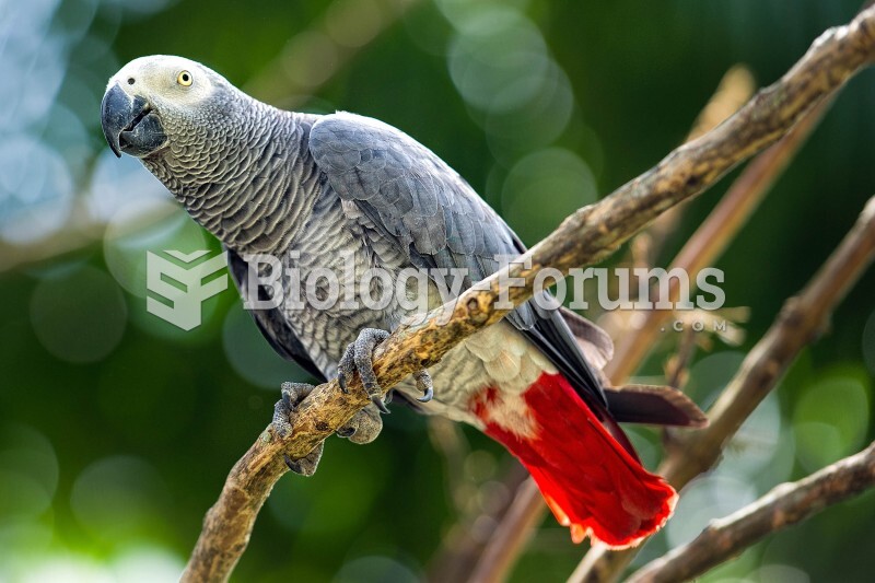 African gray parrot