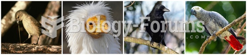 Collage of Intelligent Birds